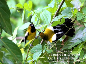 Jamaican Oriole