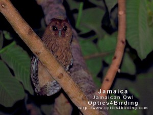 Jamaican Owl