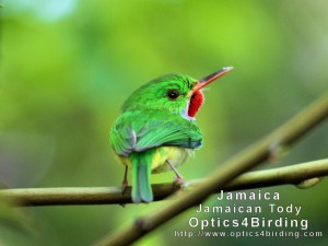 Jamaican Tody