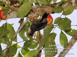 Jamaican Woodpecker