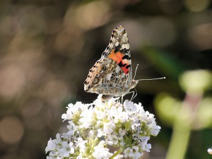 Painted Lady - getting close