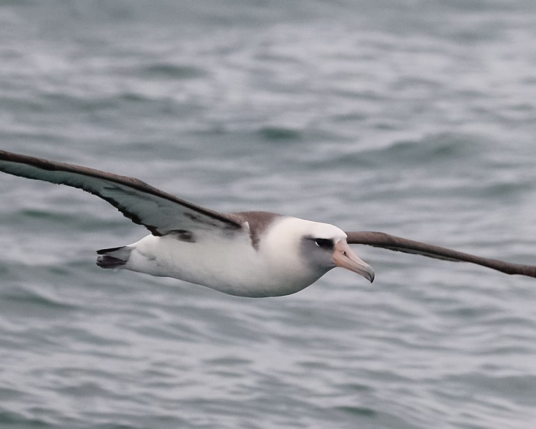 A Laysan Albatross in Orange County, California