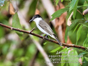 Loggerhead Kingbird