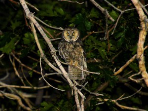 Long-eared Owl in the Eastern Sierra Mountains