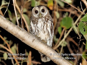 Mottled Owl