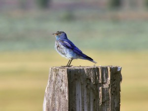 Mountain Bluebird in the Sierra Nevada Mountains near Lake Davis