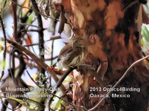 Mountain Pygmy-Owl