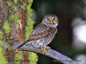 Yosemite owls - Northern Pygmy Owl photo