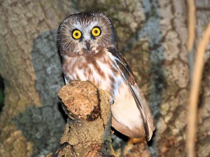 Northern Saw-whet Owls