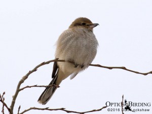 Northern Shrike - Winter Birds of Calgary