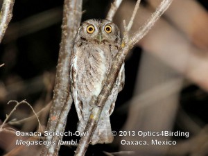 Oaxaca Screech-Owl