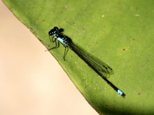 Pacific Forktail male