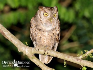 Chiapas owls - Pacific-Screech-Owl