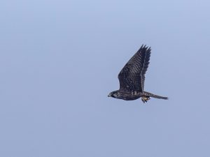 Peregrine Falcon with prey