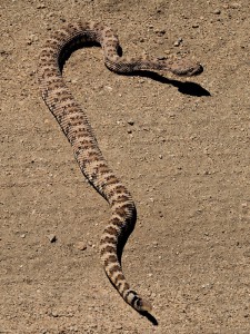 Red Diamondback Rattlesnake