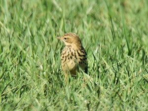 Red-throated Pipits