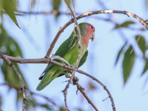 Rosy-faced Lovebird in a Phoenix, Arizona city park