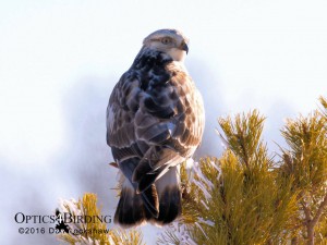 Rough-legged Hawk - Winter Birds of Calgary