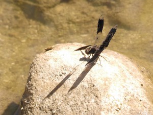 The Filigree Skimmer is holding fore wings and hind wings at radically different angles.