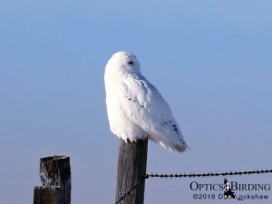 Male Snowy Owl on fence post - Winter Birds of Calgary