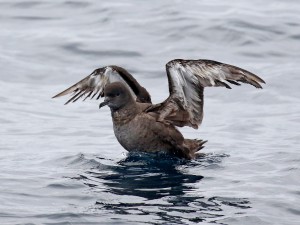 A Sooty Shearwater raising tattered wings