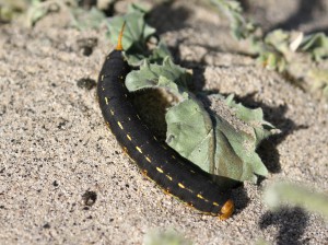 Black sphinx moth caterpillar