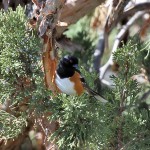 Spotted Towhee in the Eastern Sierra Mountains