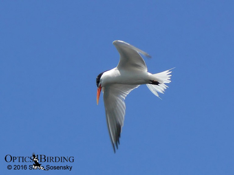 Elegant Terns At Bolsa Chica Optics4birding Nature Blog