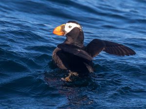 Tufted Puffin flapping its wings