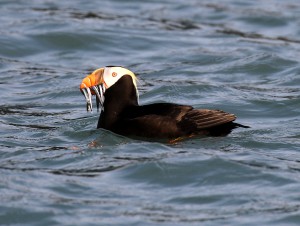 A Tufted Puffin after a very successful foraging dive, Cook Inlet, Alaska