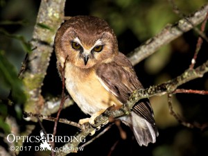 Chiapas owls - Unspotted-Saw-whet-Owl