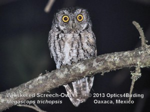 Whiskered Screech-Owl