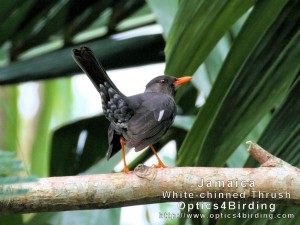 White chinned Thrush