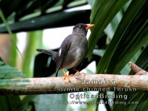 White-chinned Thrush