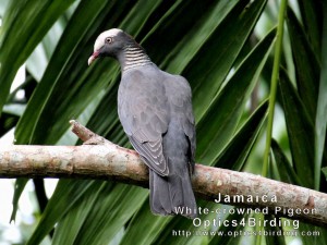 White-crowned Pigeon