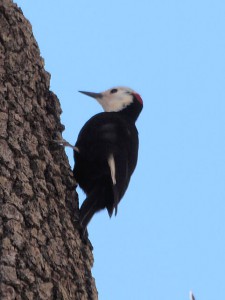 White-headed Woodpecker at Humber Park