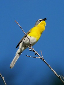 Yellow-breasted Chat singing at Big Morongo Preserve