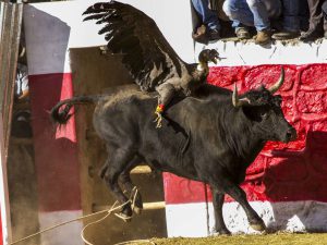 Andean Condor vs. Bull at Yawar Fiesta