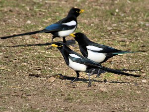 Yellow-billed Magpie