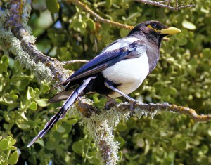 Yellow-billed Magpie