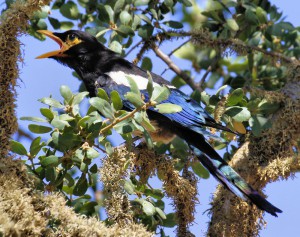 Yellow-billed Magpie