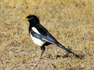 Yellow-billed Magpie in Paso Robles