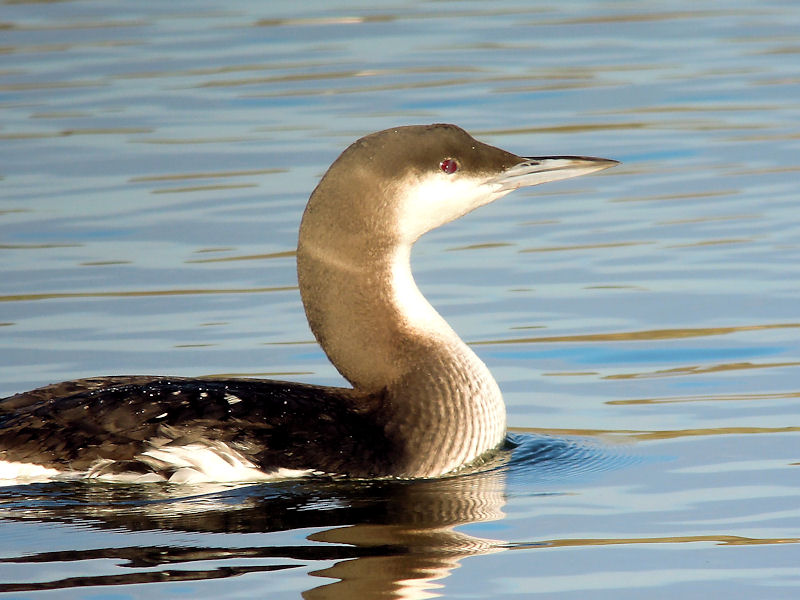 arctic-loon-acy-optics4birding-nature-blog