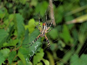 Argiope Spider, St. Augustine, FL