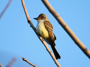 Mid-April migrant - Ash-throated Flycatcher