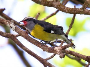 Bananaquit - Puerto Rican Birds