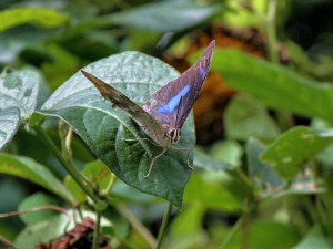 Banded King Shoemaker Butterfly - Puerto Rican Birds