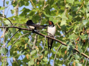 Barn Swallows sharing a branch