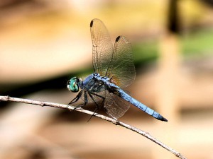 Digiscoping a Blue Dasher Dragonfly