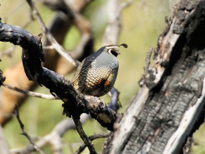 California Quail on the Orange County Spring Count